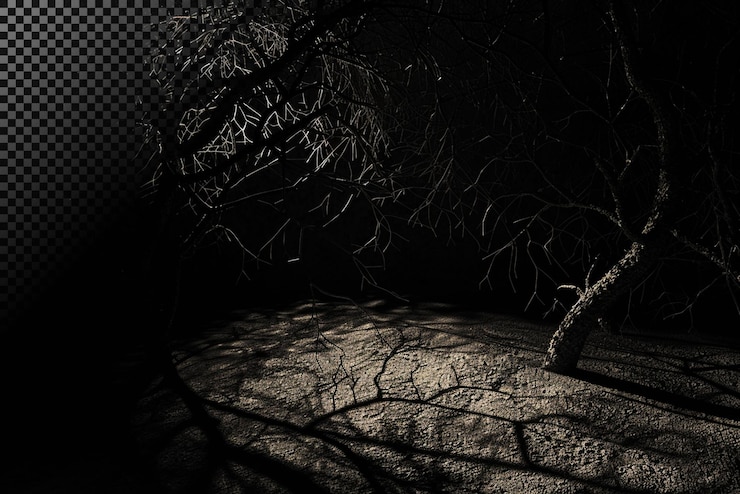 PSD la nuit de la forêt sombre