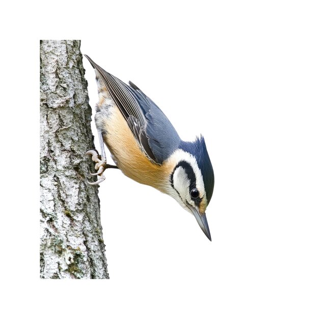 El nuthatch de pecho blanco se alza en el tronco de un árbol
