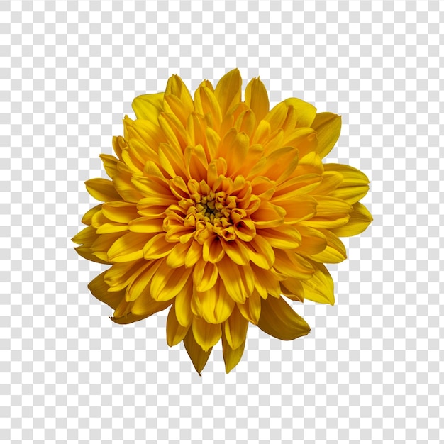 PSD objet fleur avec fond transparent psd