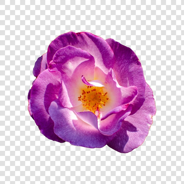 Objet Fleur Avec Fond Transparent Psd