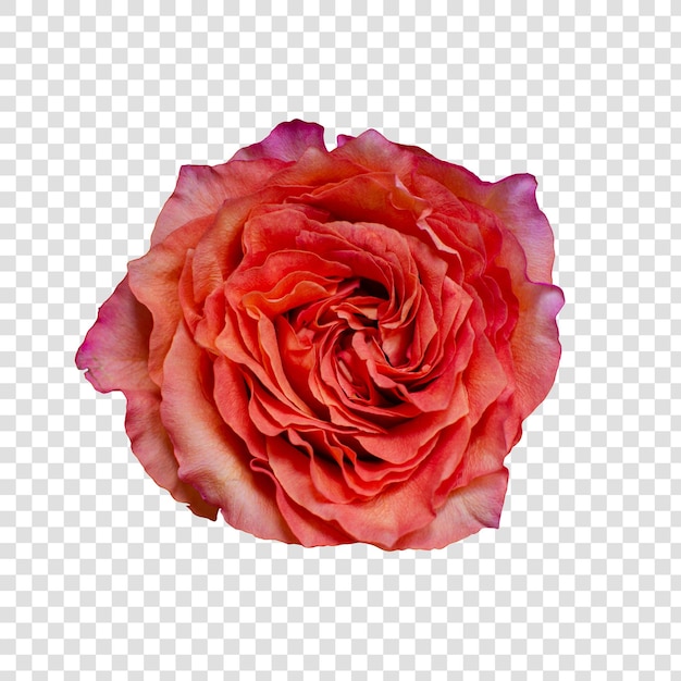 Objet Fleur Avec Fond Transparent Psd