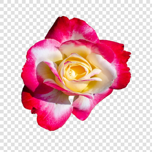 Objet Fleur Avec Fond Transparent Psd