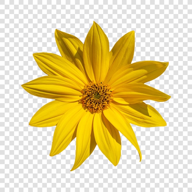 Objet fleur avec fond transparent psd