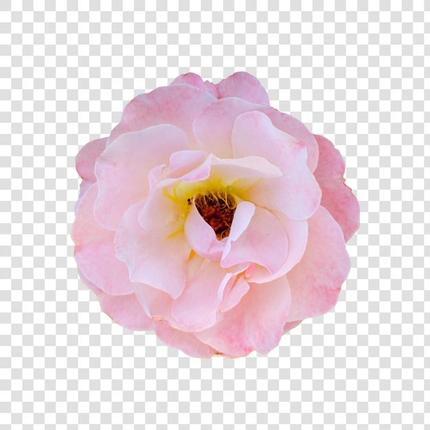 Objet Fleur Avec Fond Transparent Psd