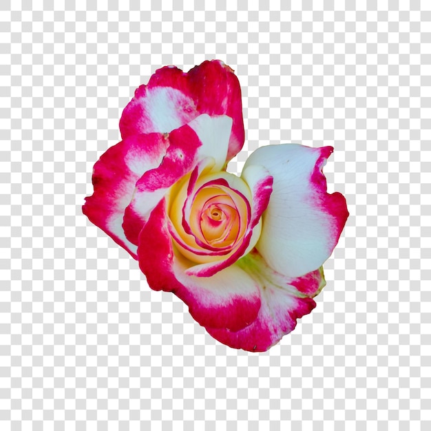 Objet fleur avec fond transparent psd