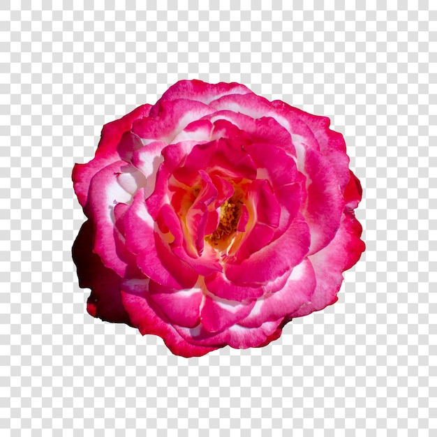 Objet Fleur Avec Fond Transparent Psd