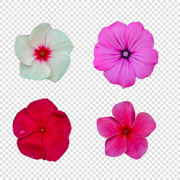 Objet fleur avec fond transparent psd