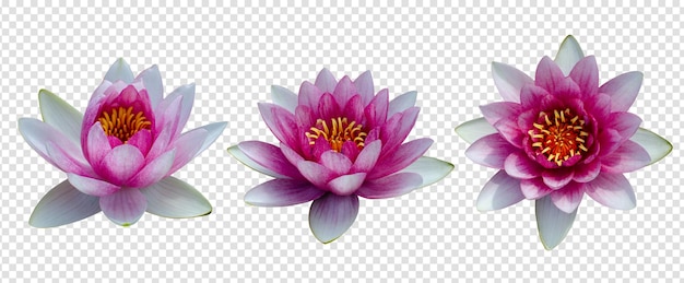 Objet fleur avec fond transparent psd