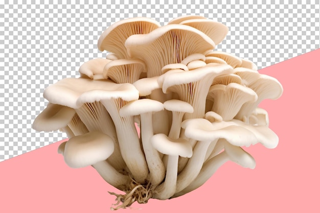 Objet isolé d'une grappe de champignons d'huître à fond transparent
