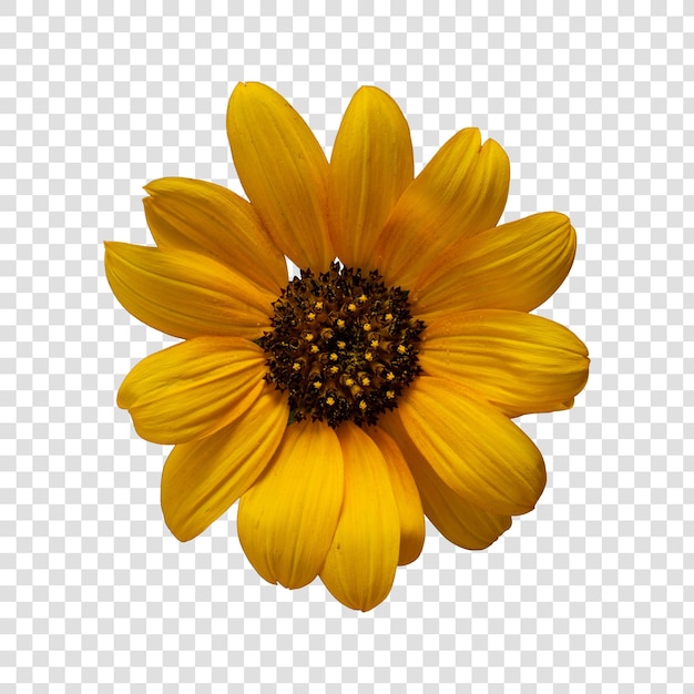 Objeto de flor com fundo transparente psd