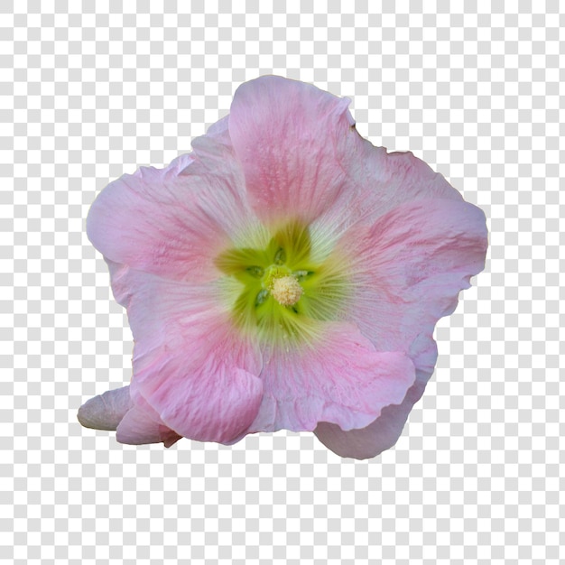 Objeto de flor com fundo transparente psd