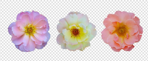 Objeto de flor com fundo transparente psd