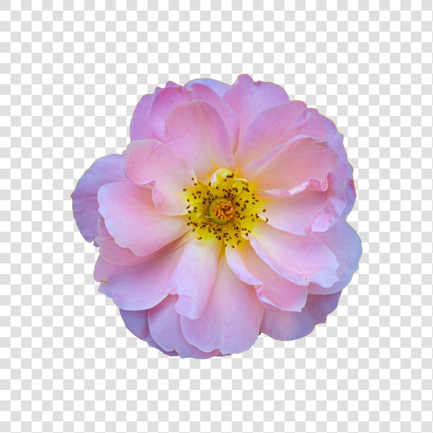 Objeto de flor con fondo transparente psd