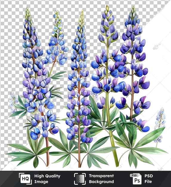 PSD objeto transparente flores de lúpulo clipart e folhas aquarela elementos florais