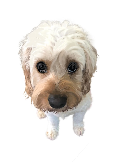 Obra de arte de um lindo cachorro Cavoodle com um nariz castanho e preto olhando para cima em fundo branco