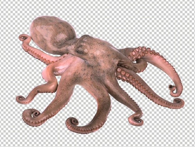 Octopus isoliert auf weißem hintergrund frische octopus tentakeln isoliert