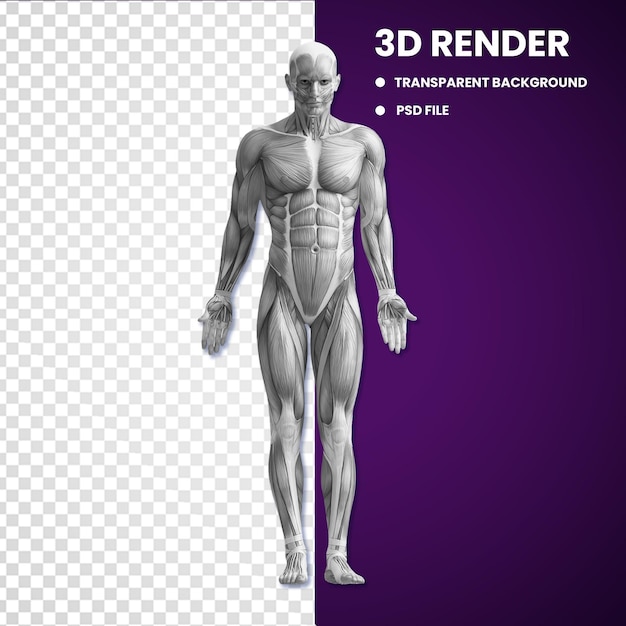 Oggetto 3D dei muscoli del corpo umano