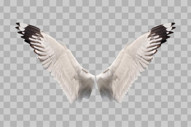 PSD oiseau ailes isolées