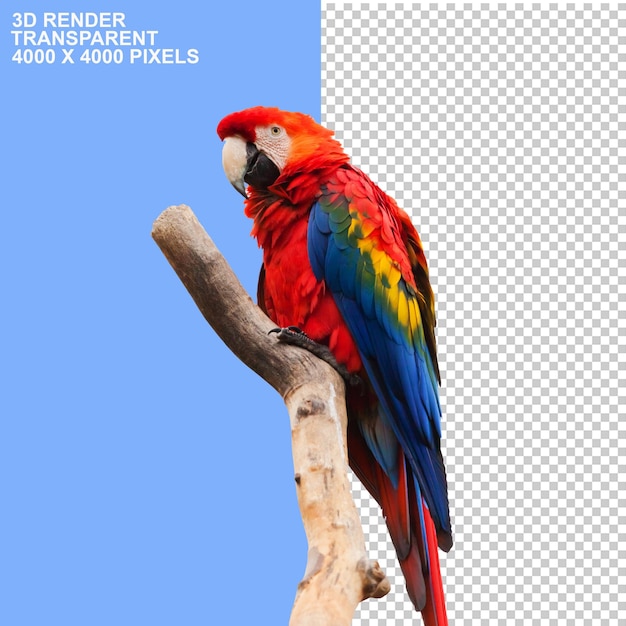 PSD oiseau animaux perruche perroquet pngpsd