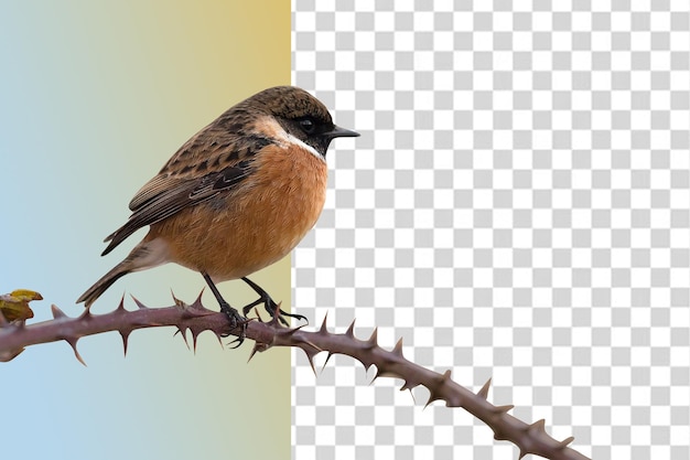 Oiseau sur une branche avec une branche épineuse épineuse, un oiseau sur une branche avec un fond jaune fond transparent png clipart