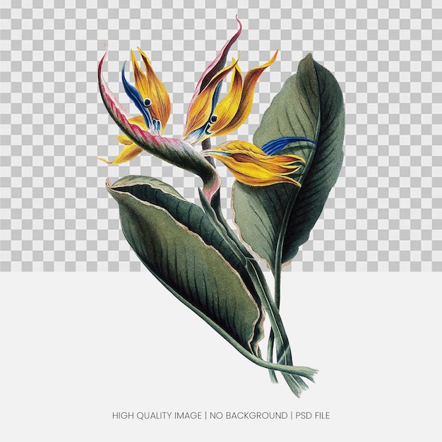 L'oiseau du paradis illustration botanique