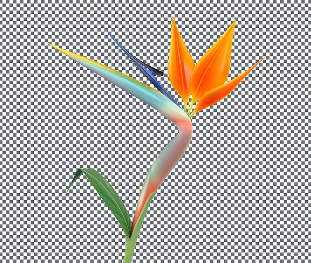 L'oiseau du paradis Strelitzia reginae isolé sur un fond transparent