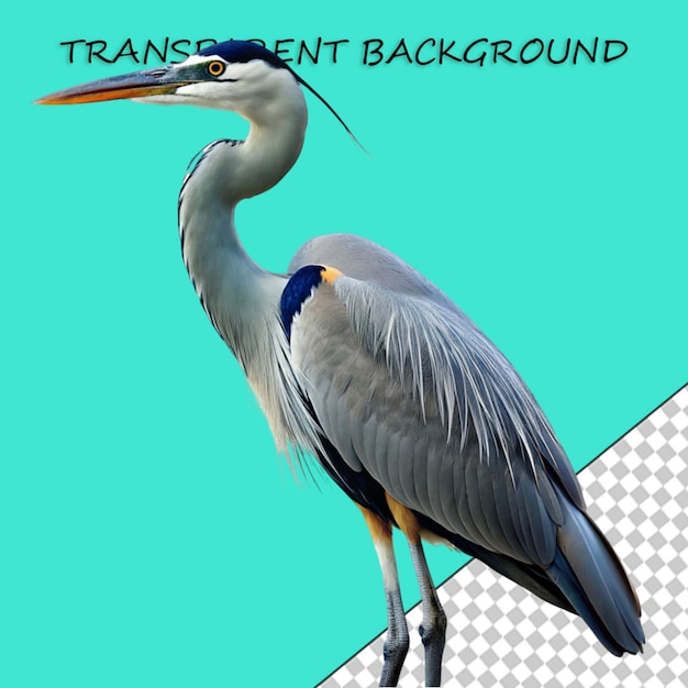 PSD oiseau ibis écarlate avec un œuf illustration vintage