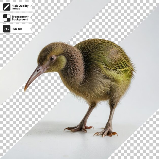 PSD oiseau kiwi psd sur fond transparent avec couche de masque modifiable