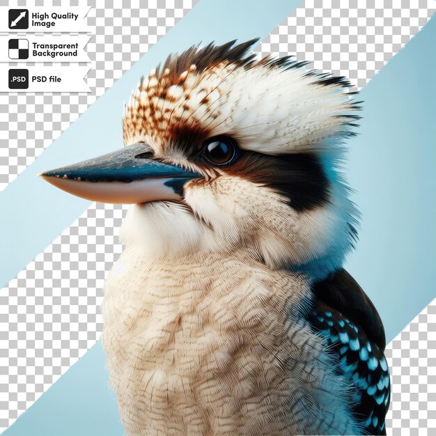 PSD oiseau de kookaburra sur fond transparent