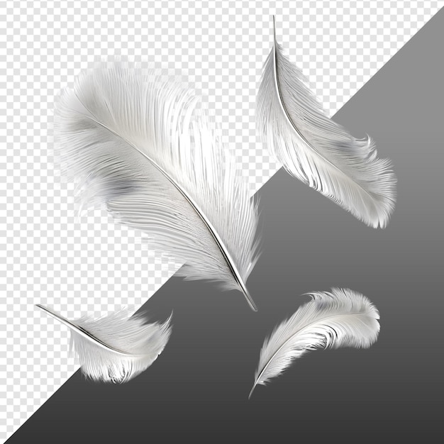 PSD oiseau à plumes png réaliste