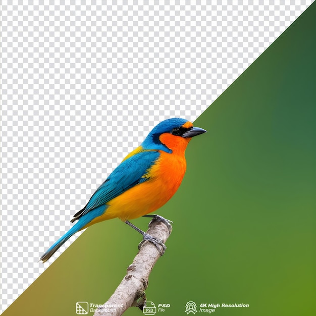 Un oiseau vibrant solitaire perché sur l'arbre isolé.