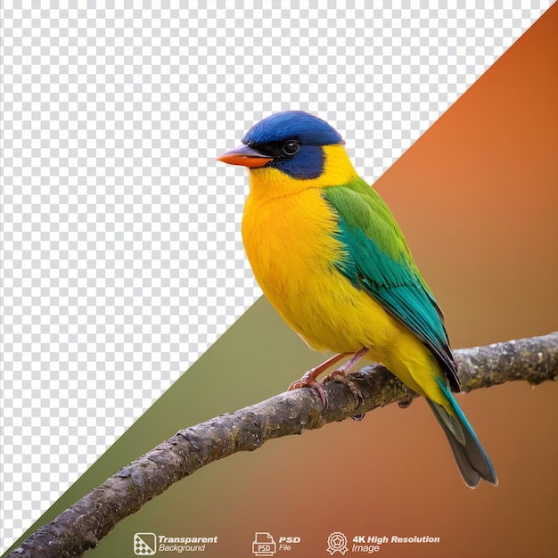 Un oiseau vibrant solitaire perché sur l'arbre isolé.
