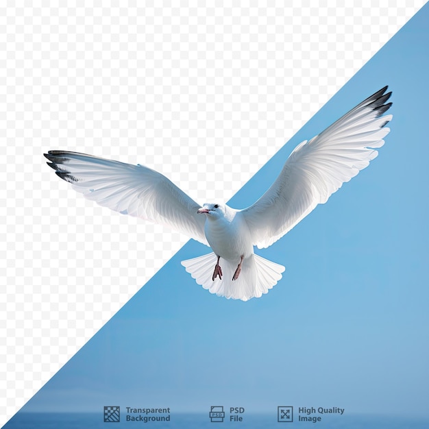 PSD un oiseau volant dans le ciel avec une image d'un oiseau au premier plan.