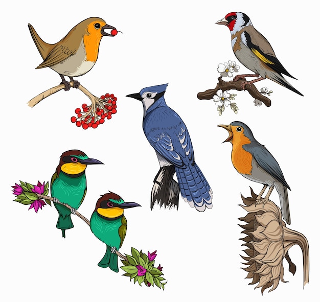 PSD oiseaux_creatures_icons_colorful_classical_sketch