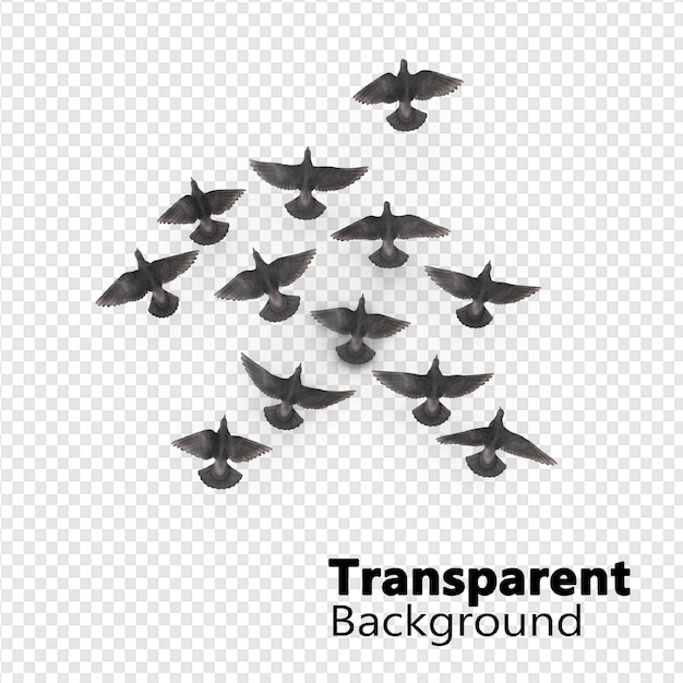 PSD oiseaux sur fond transparent