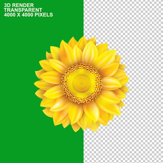 Óleo de girassol comum Óleo de girassol vegetal Óleo de girassol de semente de girassol alimento girassol png