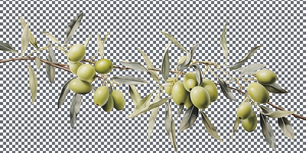 PSD olivas frescas aisladas sobre un fondo transparente