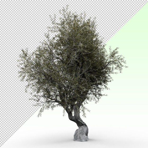 oliveira