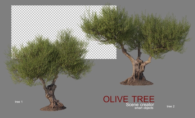 Olivenbäume verschiedener formen