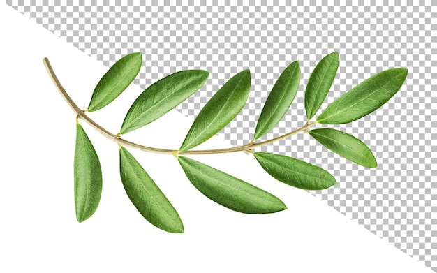 Olivenzweig mit grünen Blättern isoliert auf weißem Hintergrund