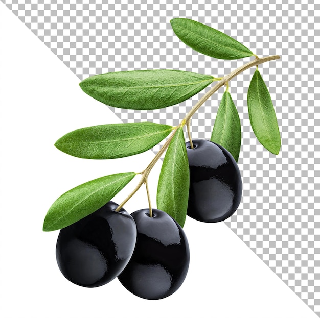 Olivenzweig mit schwarzen Oliven isoliert