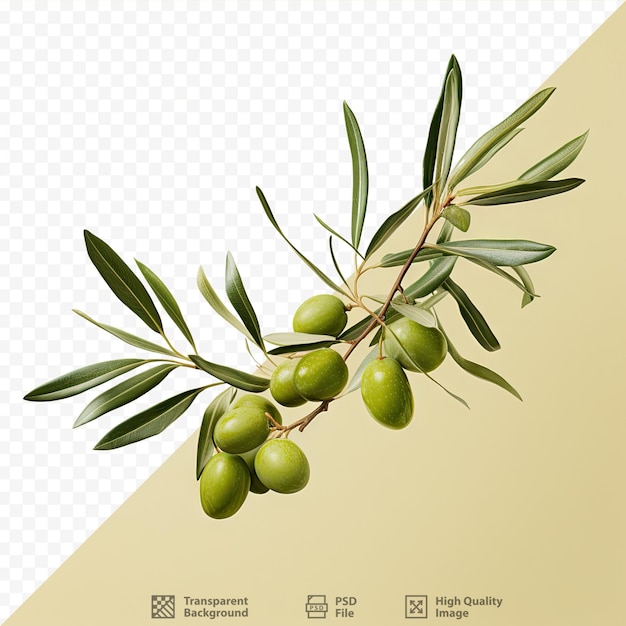 PSD olives à fond transparent