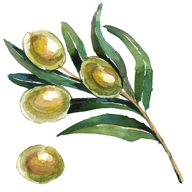 PSD olives peintes à l'aquarelle élément de conception d'aliments frais dessinés à la main isolé sur fond blanc