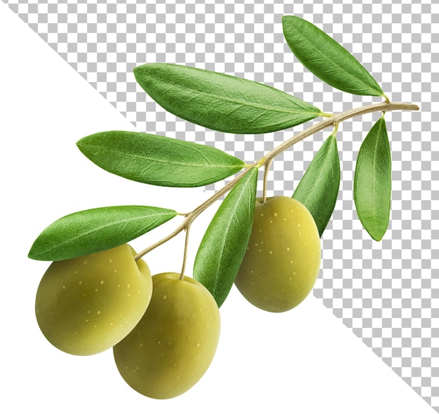 Olives vertes sur une branche isolée