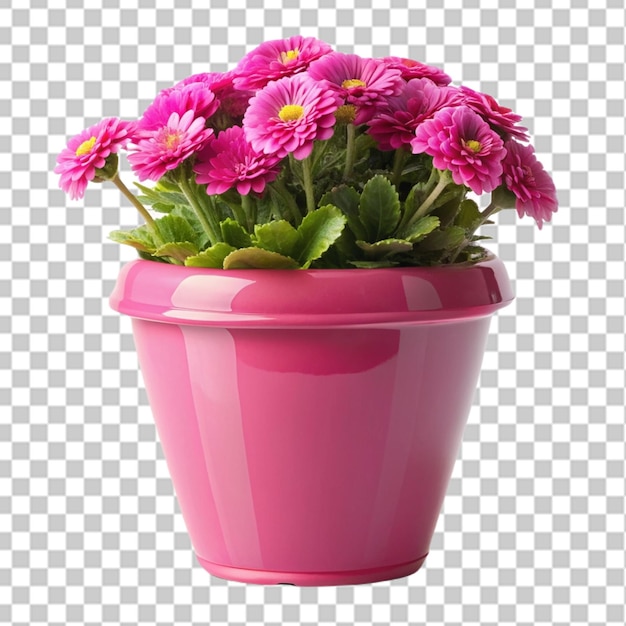 PSD una olla de flores rosa aislada sobre un fondo transparente