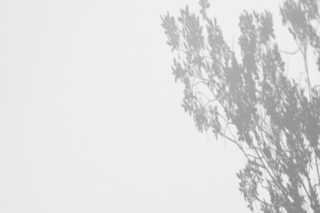 Ombre de l&#39;arbre sur un mur blanc