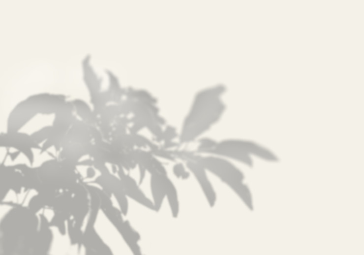 PSD l&#39;ombre d&#39;une plante exotique sur un mur blanc.