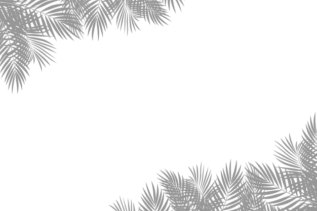 Les ombres des palmiers bordent l'isolement