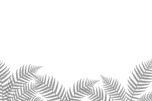 Les ombres des palmiers bordent l'isolement