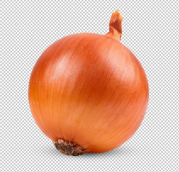 onion bulbs isolated on alpha layer
